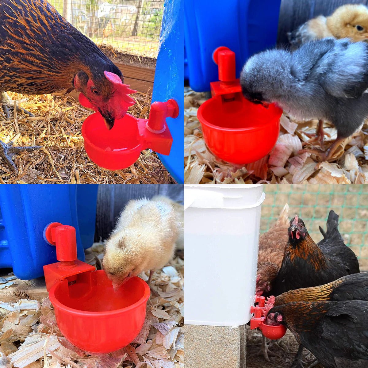 Automatic Chicken Water Cups - Poultry Drinking And Watering Cups, Duck Water Dispenser - Image 3
